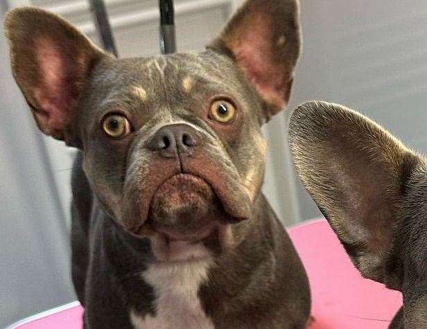 Luna is a two-year-old French bulldog