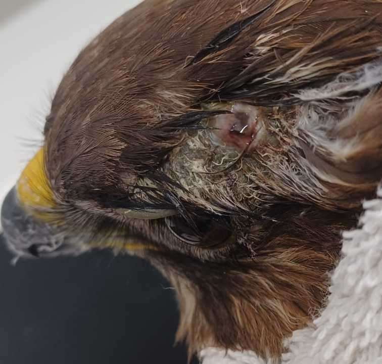 In Norfolk, an emaciated buzzard was found shot in the head with an air rifle Pic: RSPCA