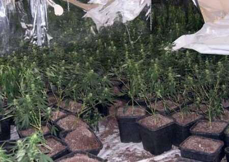 Some of the cannabis plants found by police officers