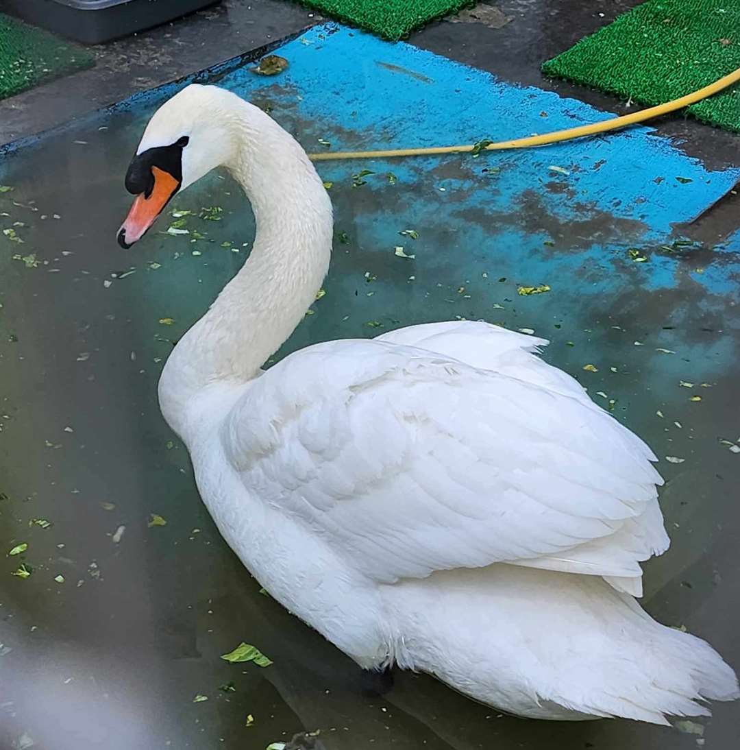 A swan was shot eight times in Canterbury. Picture: RSPCA