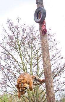 Tigers at Howletts Wild Animal Park have had mixed success using their new feeding pole