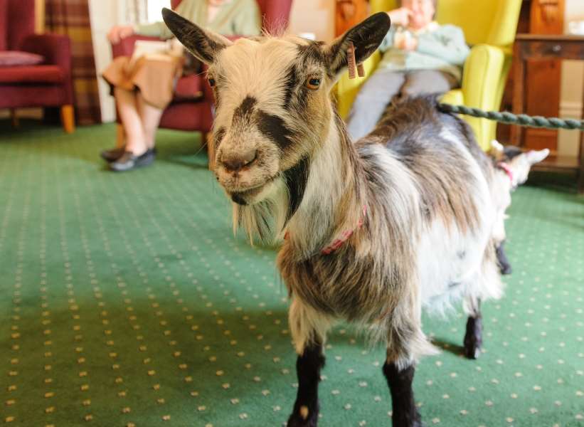 Scarlet the Goat explores Westerham care home