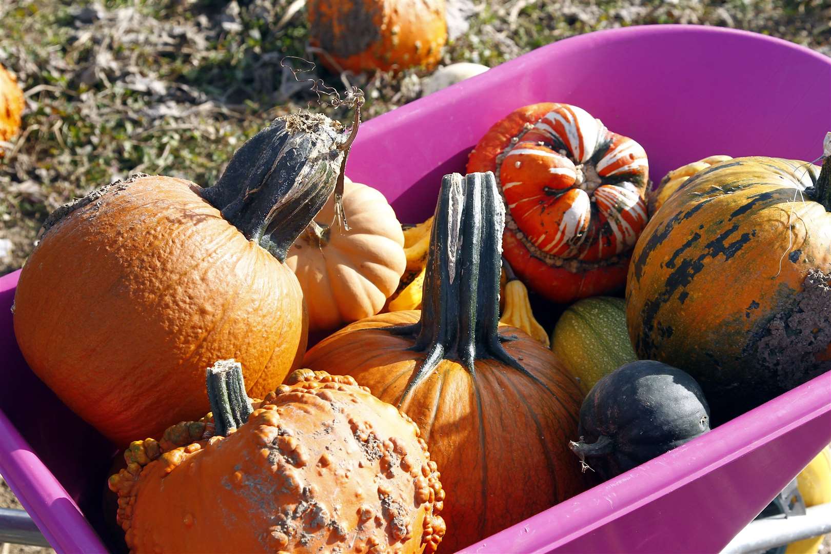 Choose your pumpkins from a variety of shapes, sizes and colours. Picture: Sean Aidan