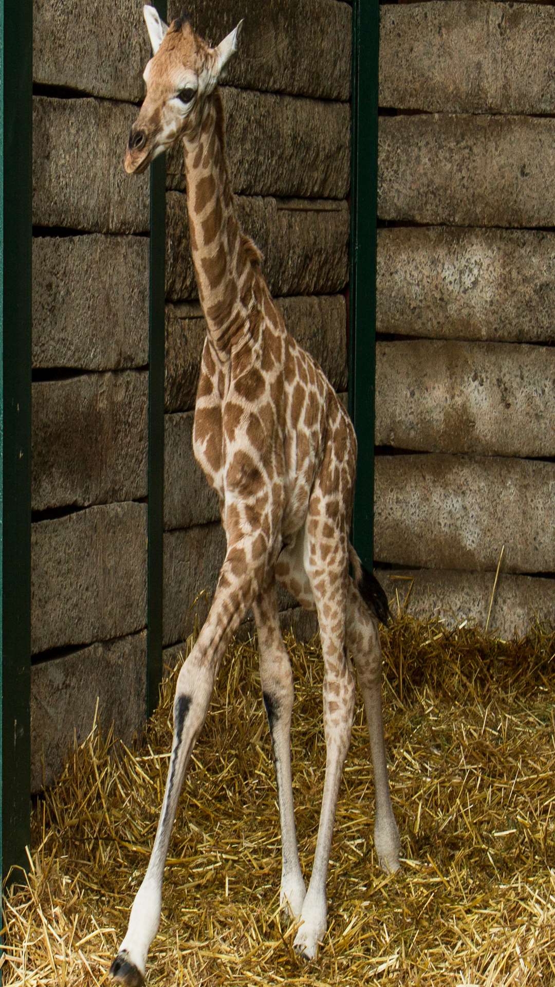 The baby male giraffe is the second to be born at the reserve near Hythe this year. Picture: Port Lympne Reserve