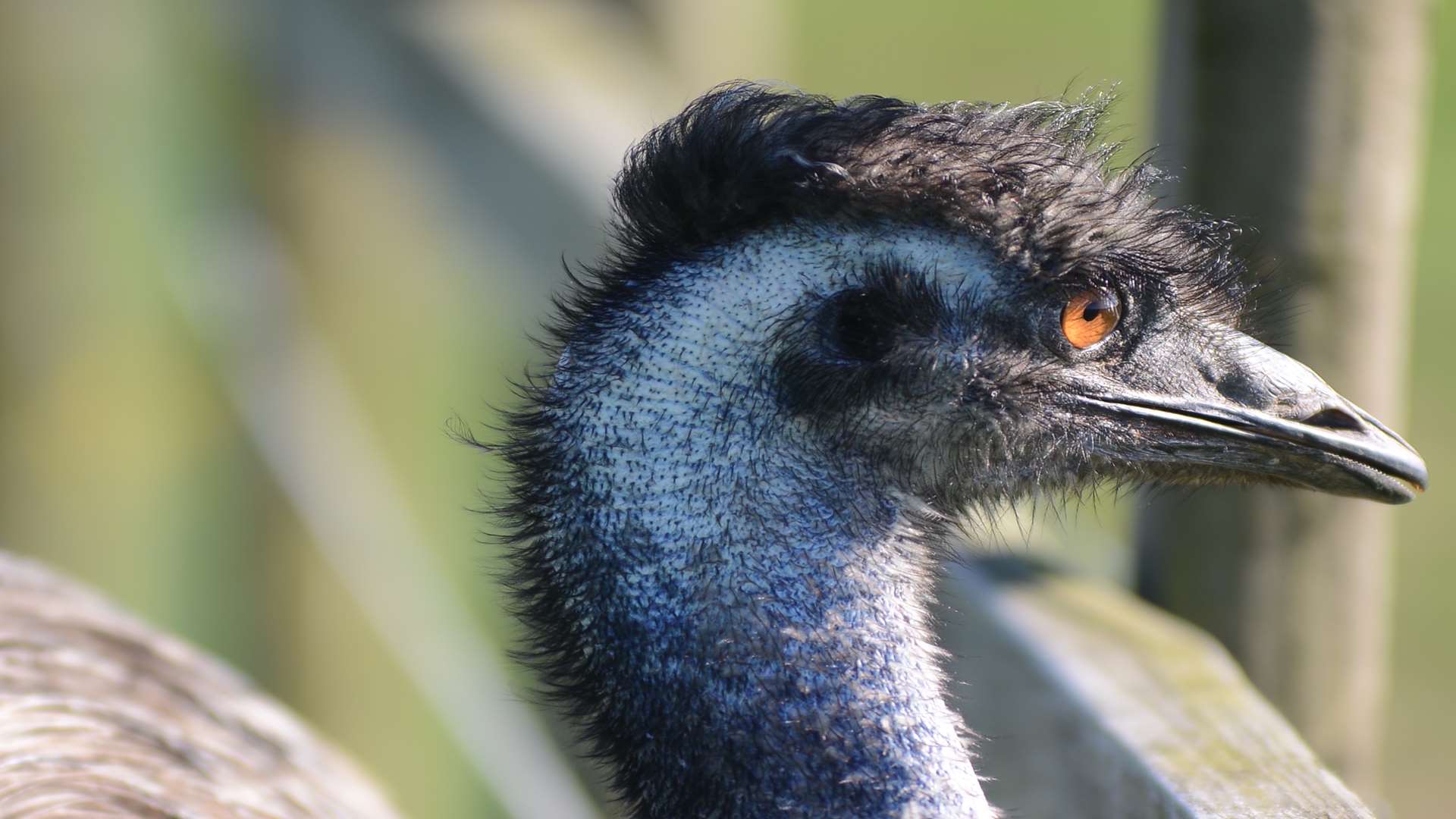 This emu turned up at a neighbouring farm earlier this week. Picture: Gary Browne