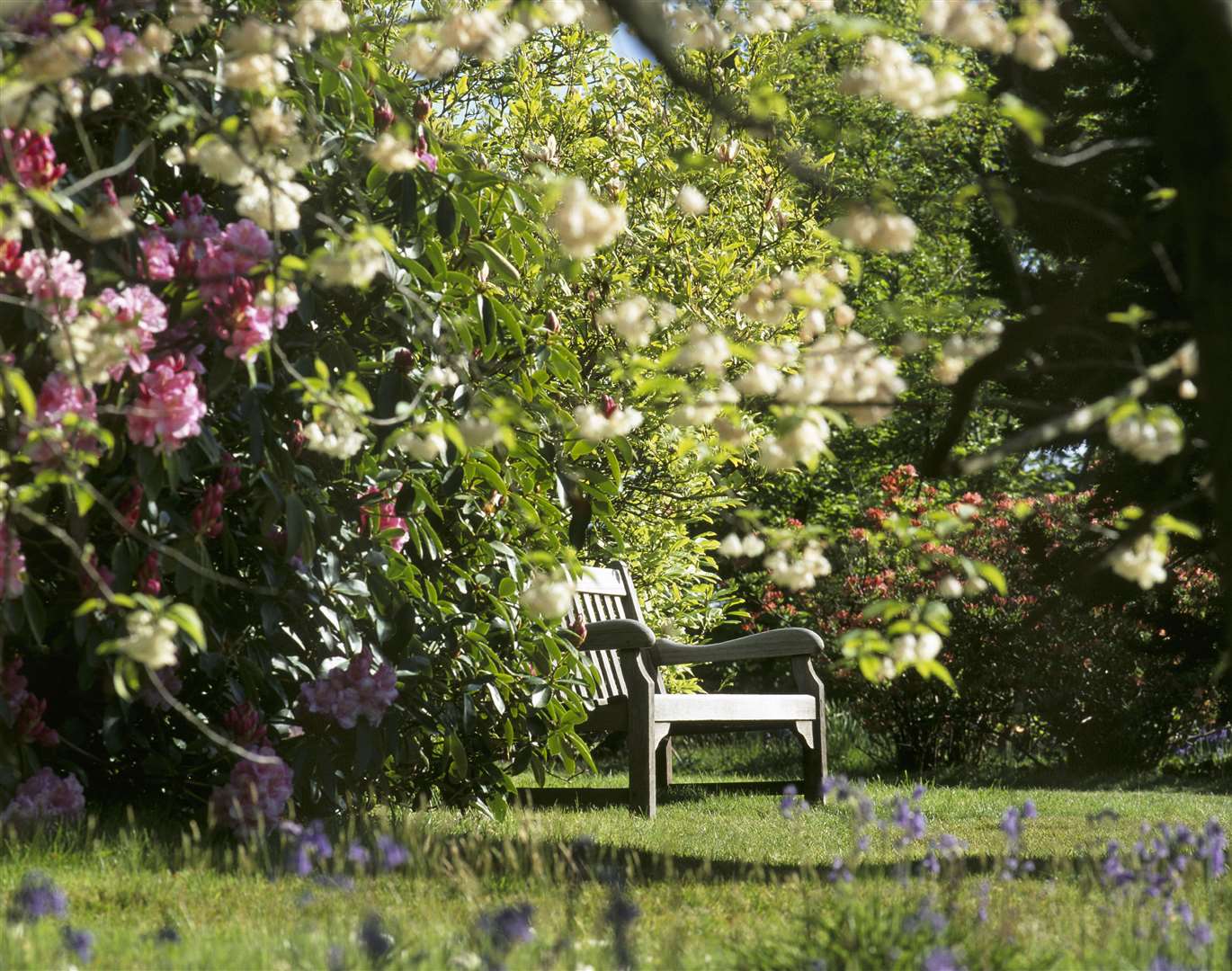 The trees will be in blossom this spring at Emmetts Garden. Picture: © National Trust Images / David Sellman