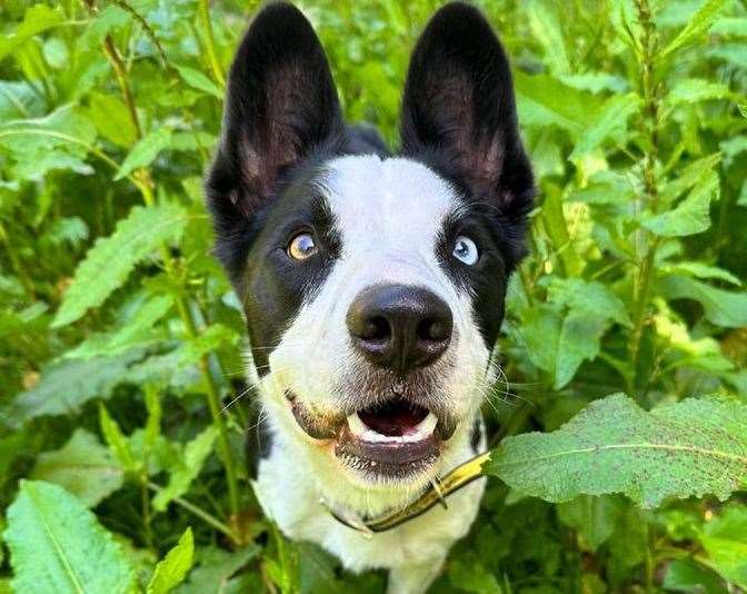 Border collie Blue. Pic: Dogs Trust