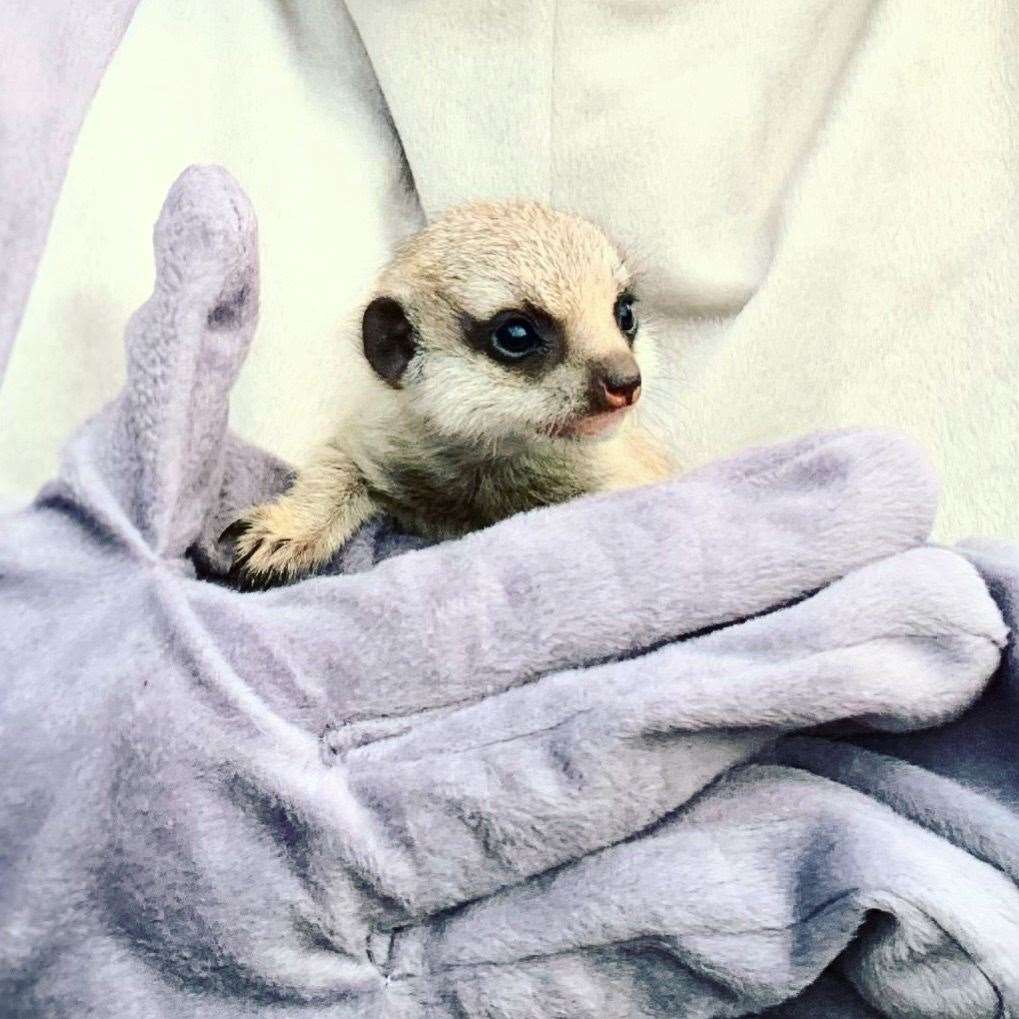 Aimee is raised funds to help pay for food, medicines and materials for a new meerkat enclosure