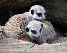 Three baby meerkats have been born at Port Lympne Wild Animal Park. Picture: Sam Harwood