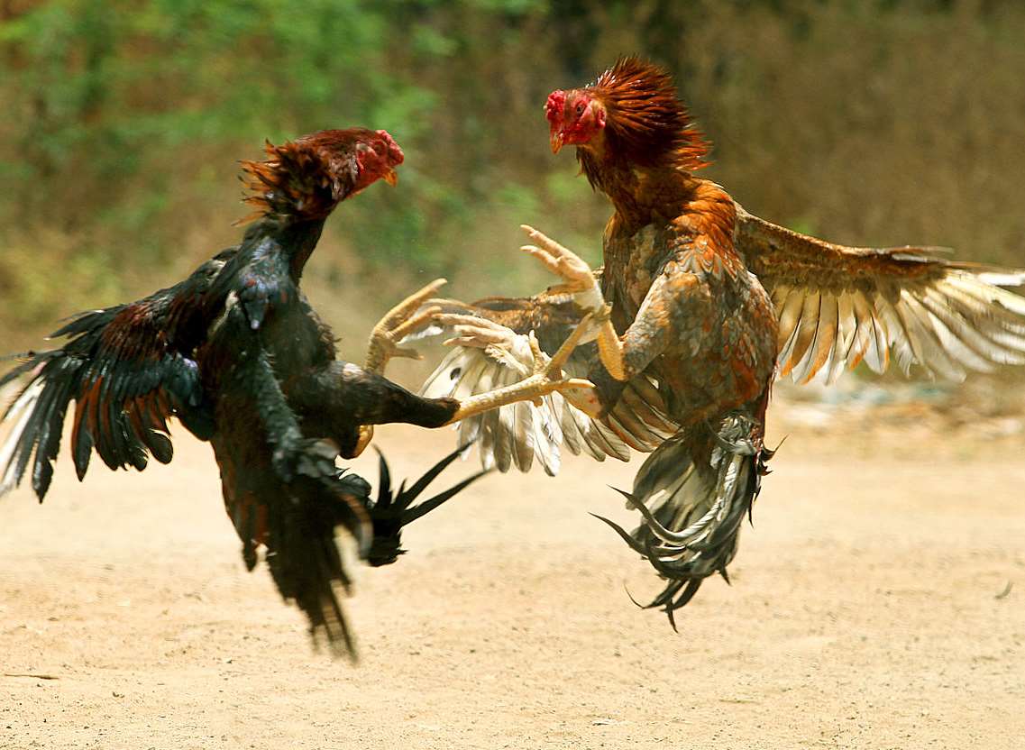 Cock fighting is banned in the UK
