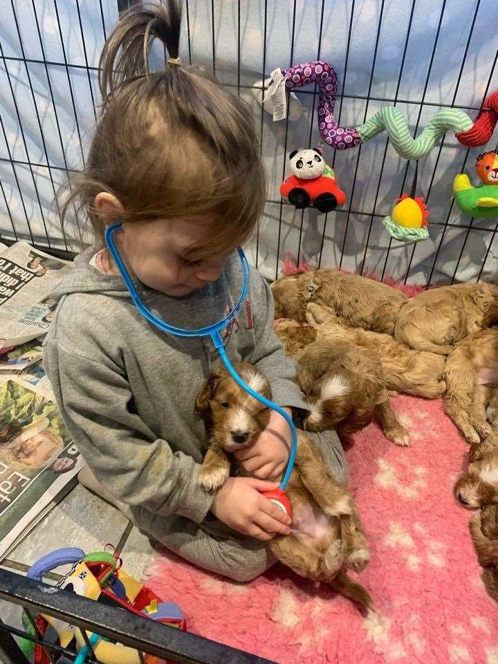 Two-old-year Ariya Thatcher helps care for the pups while in isolation with her family