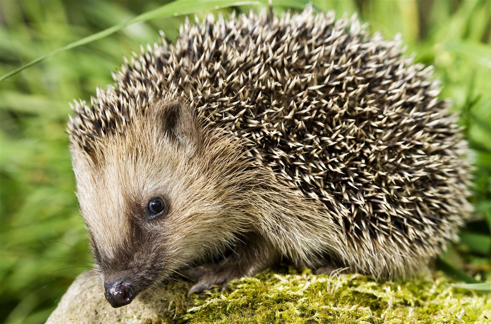 There are concerns hedgehogs are being found with trackers strapped to them. Picture: iStock
