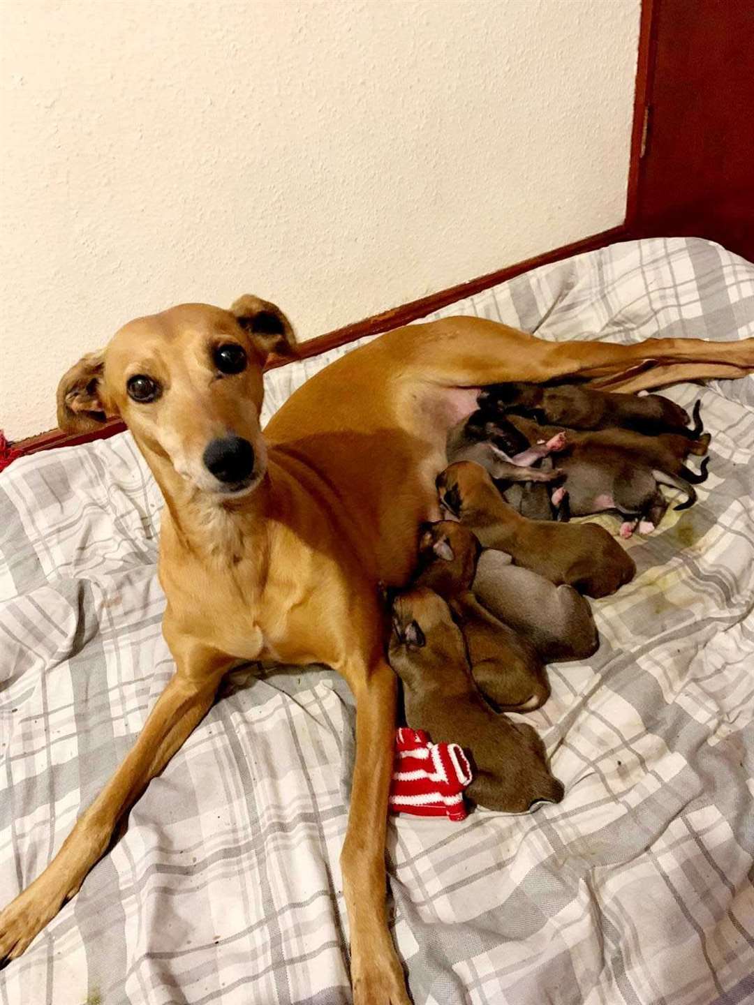 Santa Claus and his puppies after being rescued by Swale Council Dog Warden Mel (56268071)