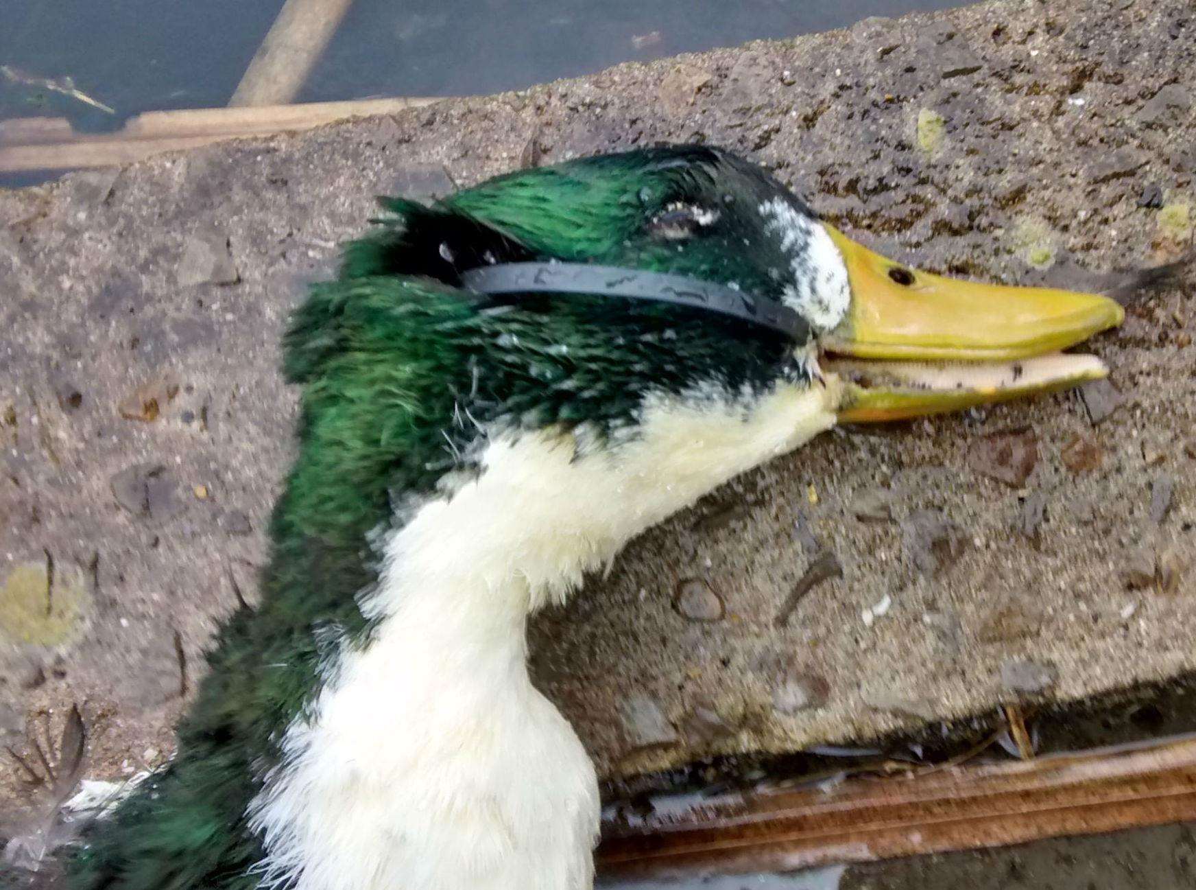 This duck died because some plastic got stuck on his bill (6926183)