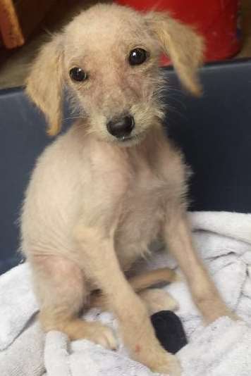 This eight-week-old female lurcher puppy was dumped in an Ashford bin