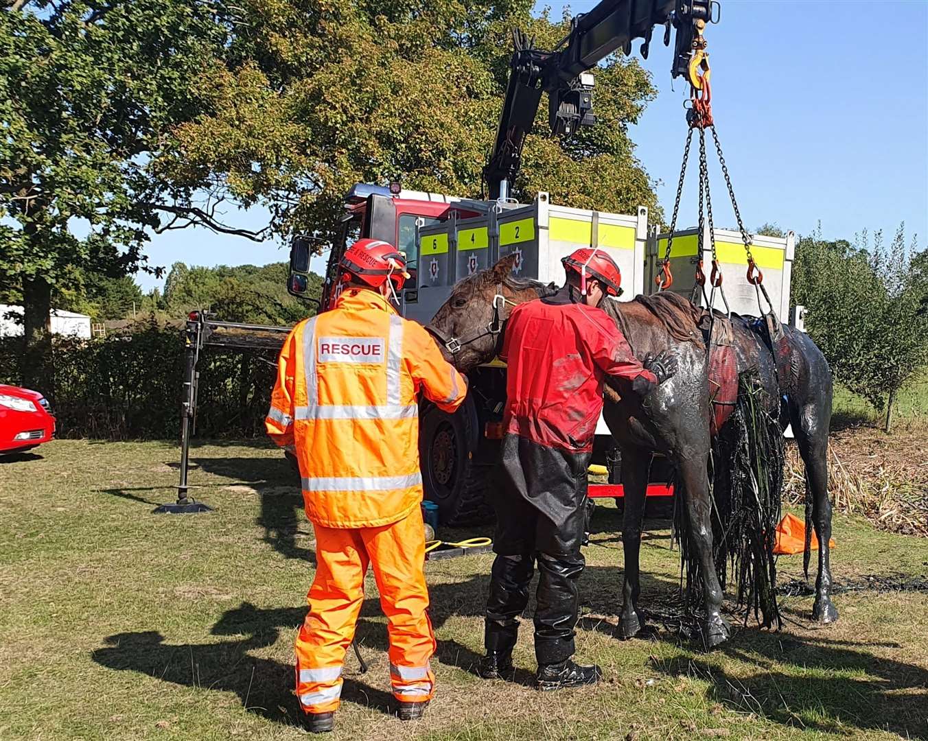The 24-year-old stallion was grateful to his rescuers. Photo: KFRS