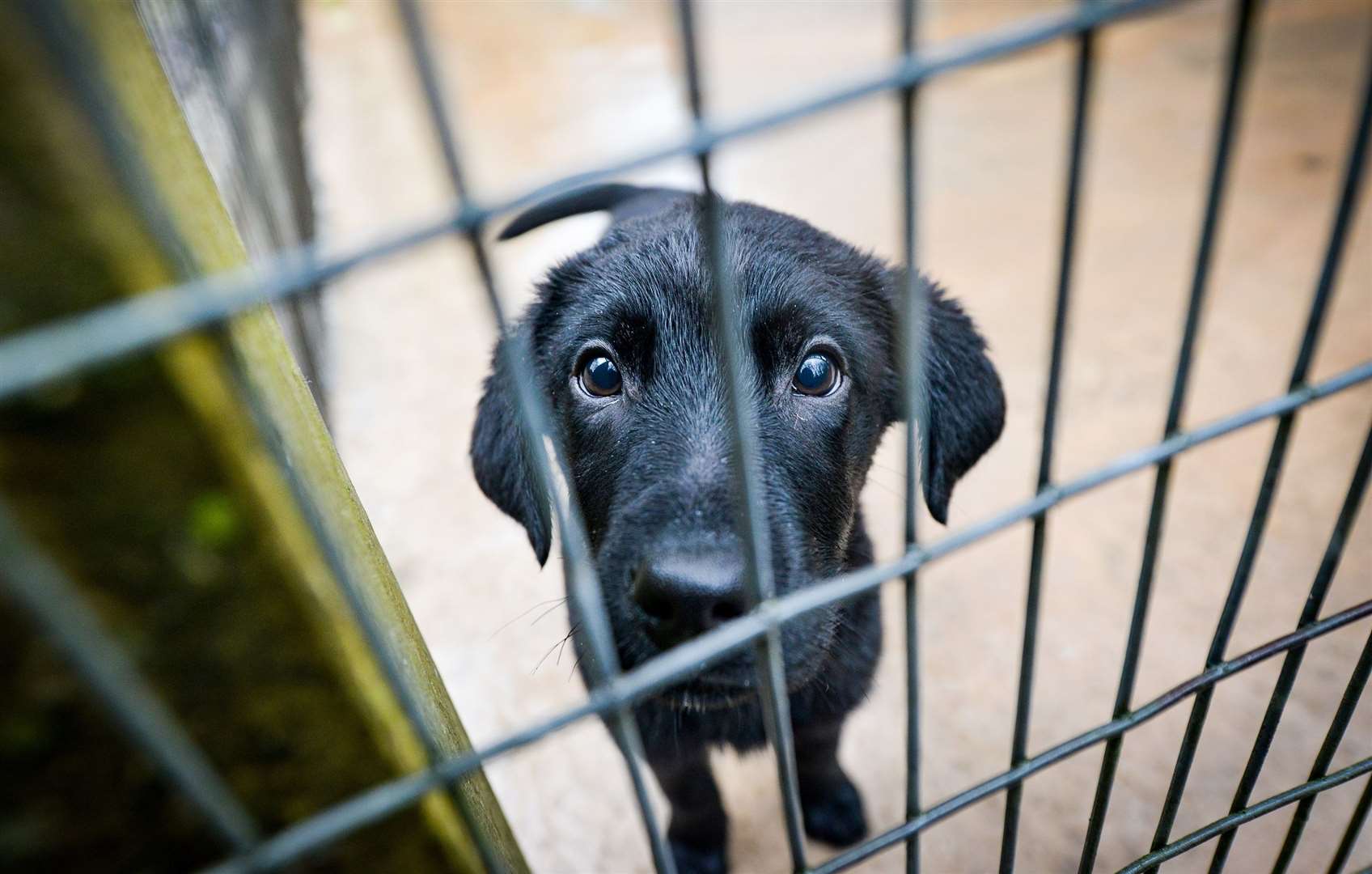 The Dogs Trust also rescued black labrador Tara. Picture: Beth Walsh