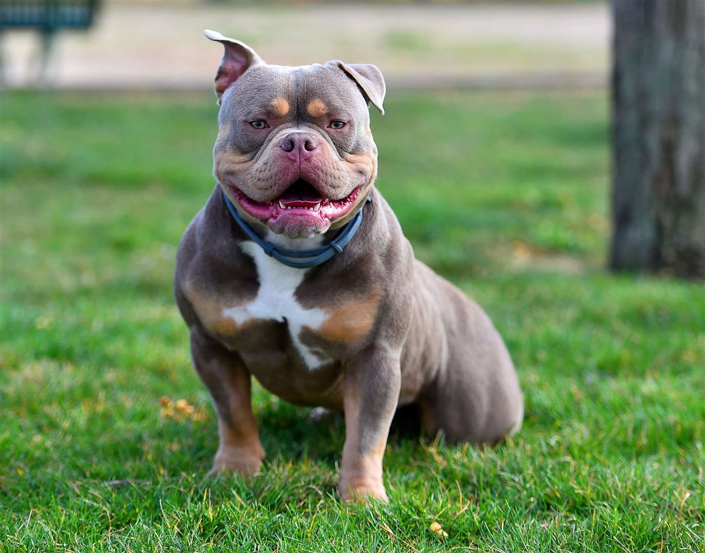 The XL Bully breed is to be banned from December 31. Image: iStock.