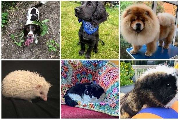 The winning pets, left to right and top to bottom: Dottie, Kali, Bear, Coco, Millie and Toby