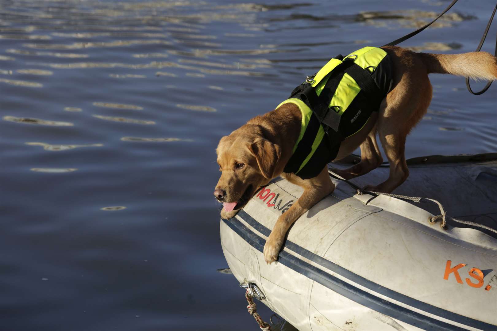 A search dog is being used on a boat on the river