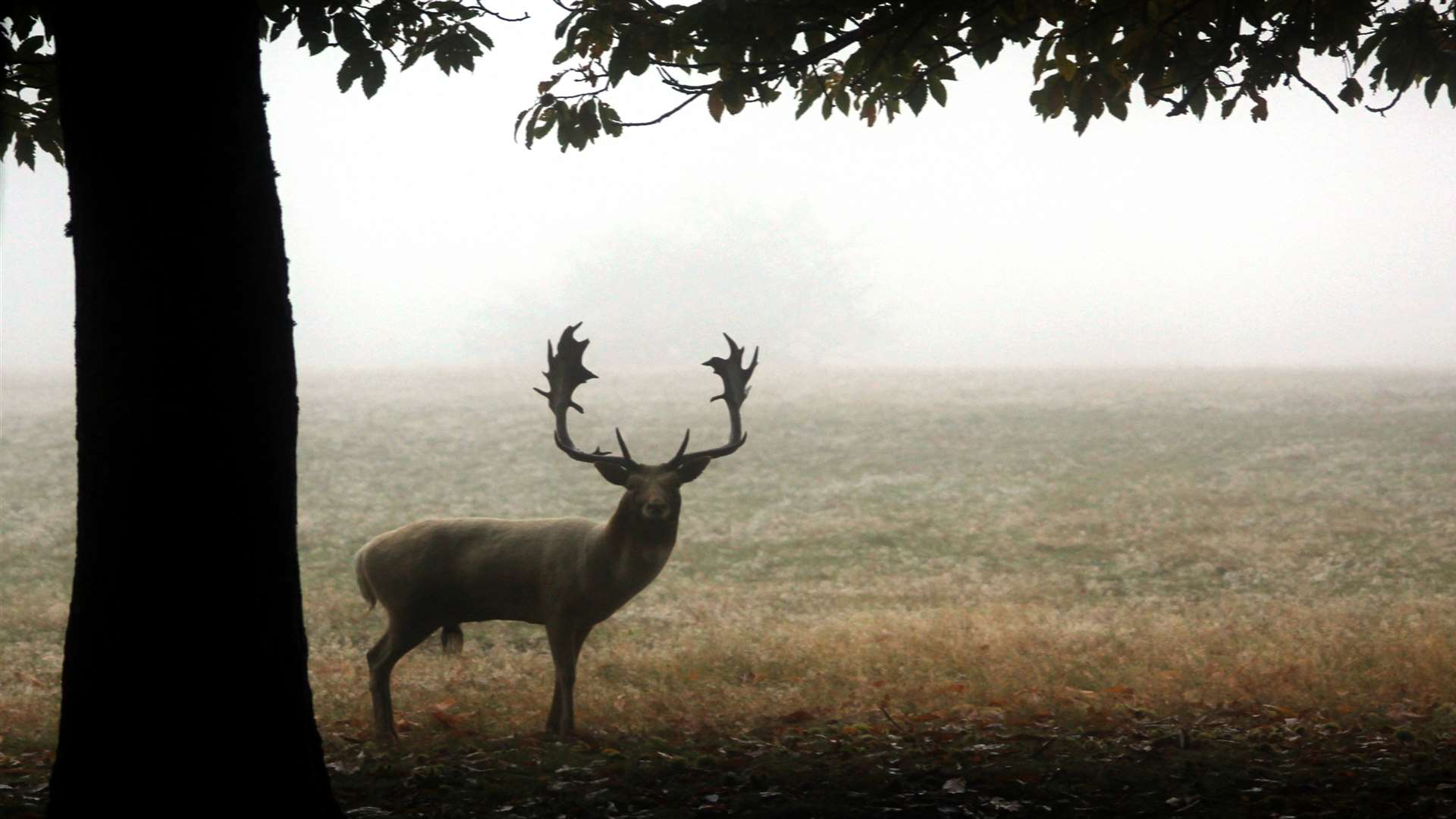 Visitors can take a wintry walk at Knole Park. Picture: National Trust, Jo Hatcher