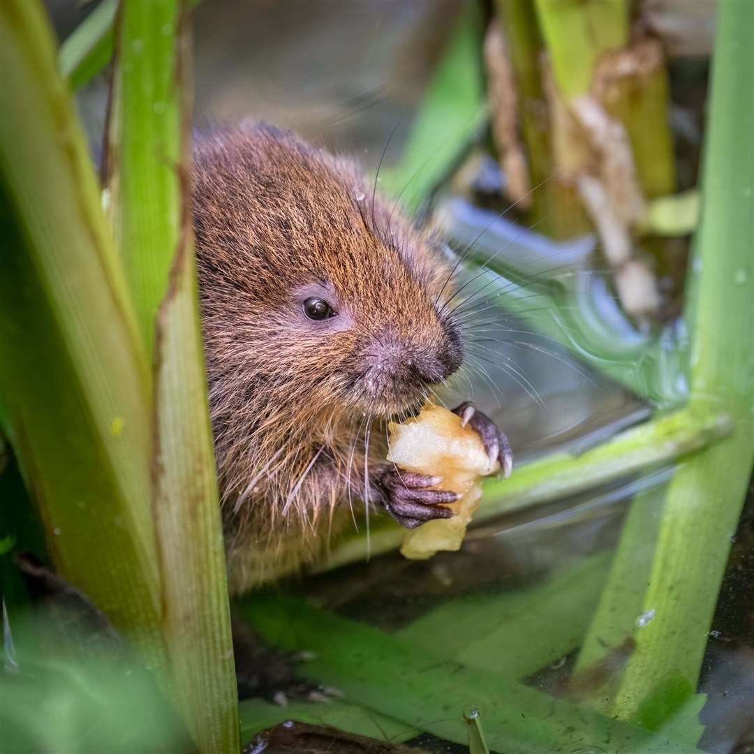 It is hoped the changes at Seasalter Levels will help mammals such as the water vole flourish. Picture: Sophia Spurgin