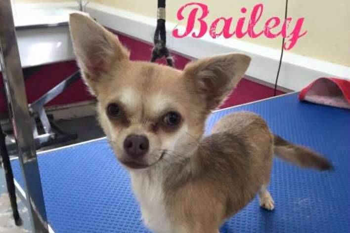 Brydee Hill's pet chihuahua Bailey was stolen