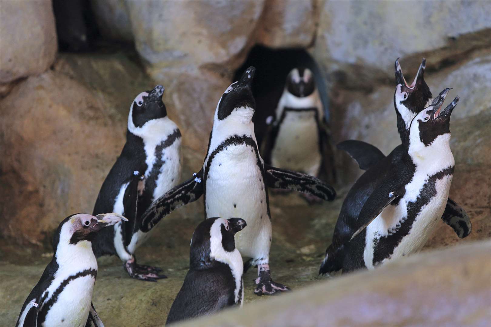 Penguins at NAUSICAA sea-life centre (5830981)
