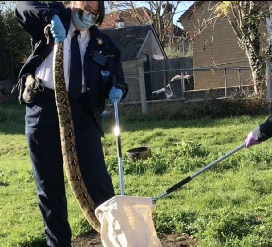 An RSPCA officer successfully recovers the serpent from a woman's garden. Photo: RSPCA