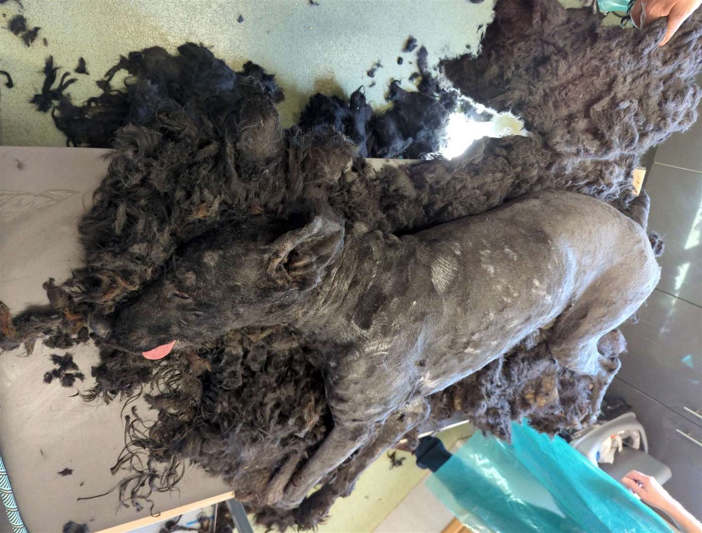 Almost 8kg of hair was shaved off Barney. Picture: RSPCA