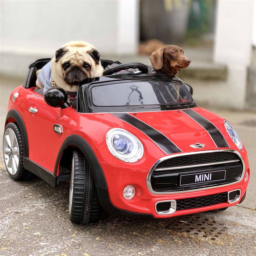 Puggy Smalls living his best life online with friends. Picture: Charlie Osman
