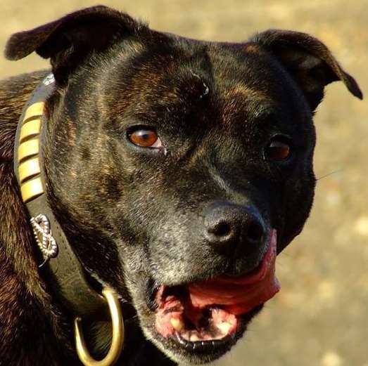 A Staffordshire bull terrier, similar to the one that attacked the dog owner. Stock image