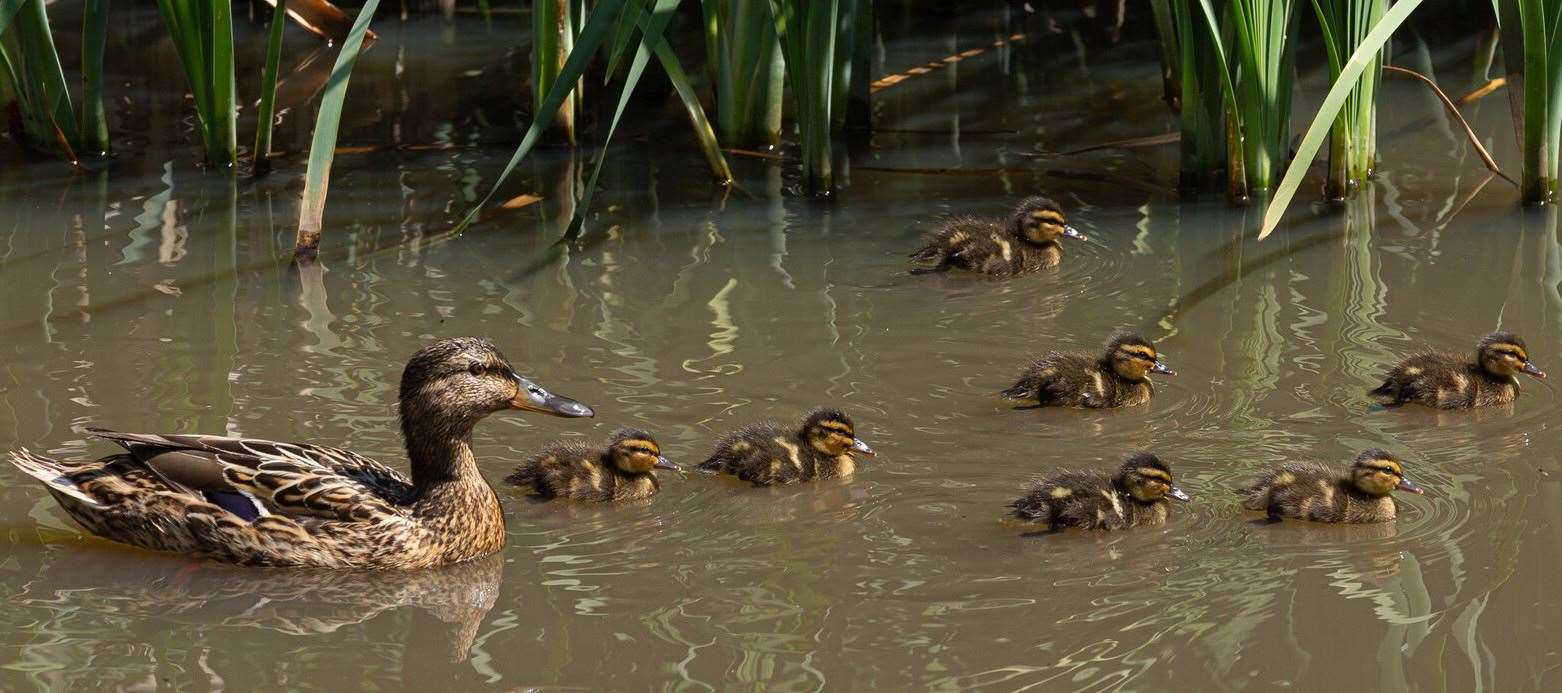A mother duck hatched a brood of nine ducklings on the pond at the front of the pub just as they moved in too