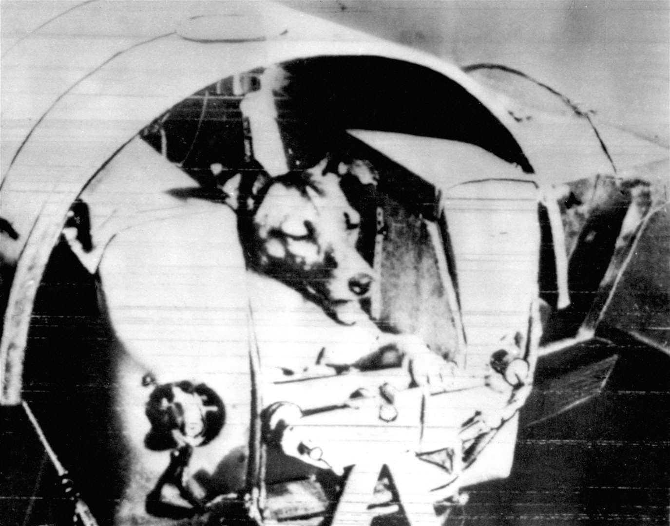 Laika, the Soviet satellite dog, in her air conditioned kennel before being put into Sputnik II for her journey into space (PA)