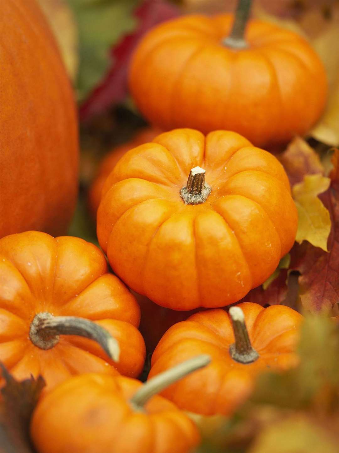 It's pumpkin picking season