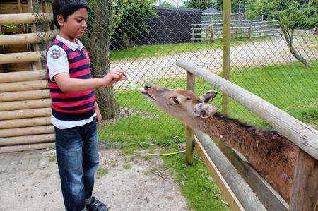 Eirfath Choudhury feeds the deer at Wingham Wildlife Park