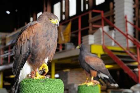Bird of prey used to scare off pigeons