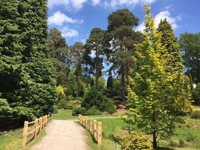 The woman's body was found in Bedgebury Pinetum