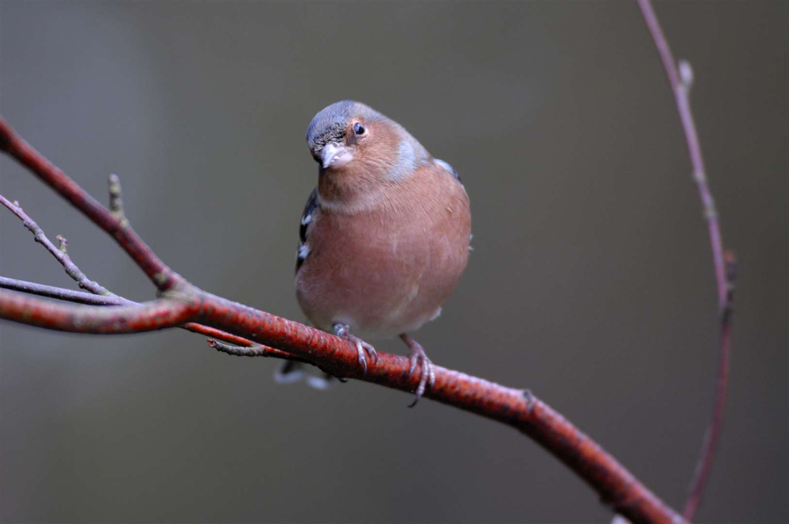 A chaffinch. Credit: Ray Kennedy /rspb-images.com.