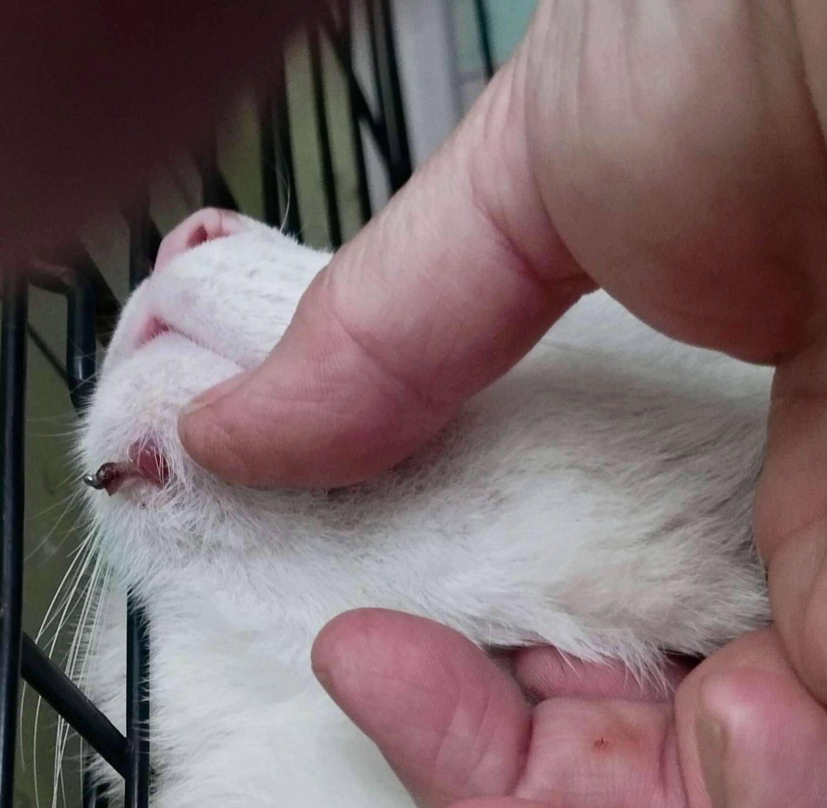 Grady has had surgery to remove metal from his chin after it was left from a previous surgery for a broken jaw. Picture: Tracy Roberton of Shekinah Cat Rescue