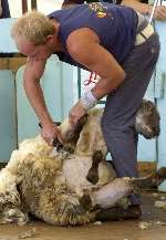 Action from the sheep shearing competition. Picture: GRANT FALVEY