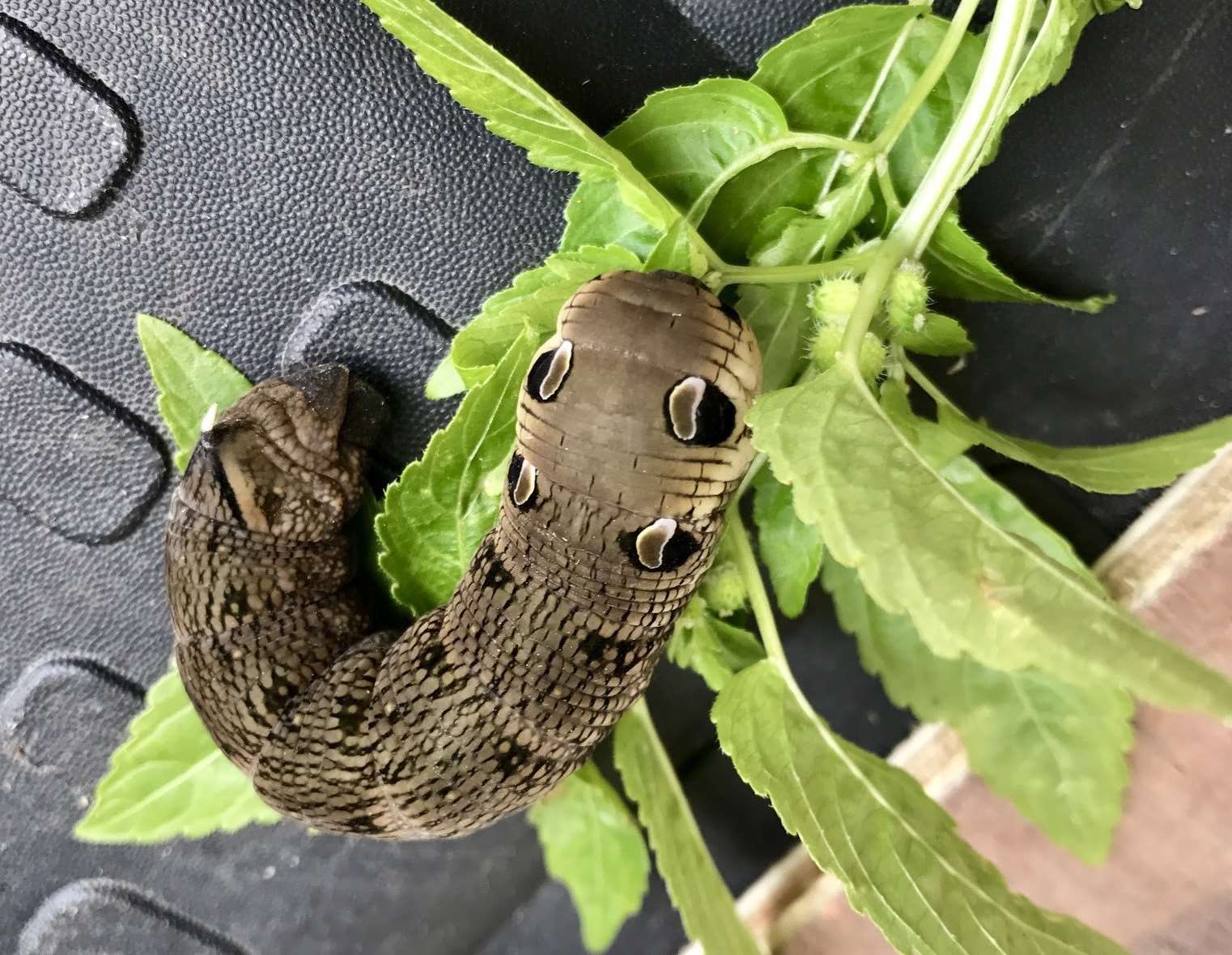 RSPCA officers were called reports of a snake, which turned out to be an Elephant Hawk Moth caterpillar