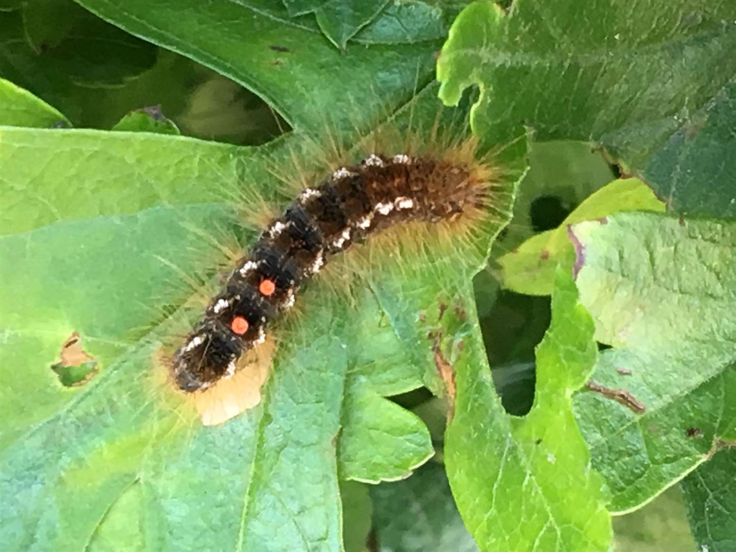 A brown-tail moth caterpillar