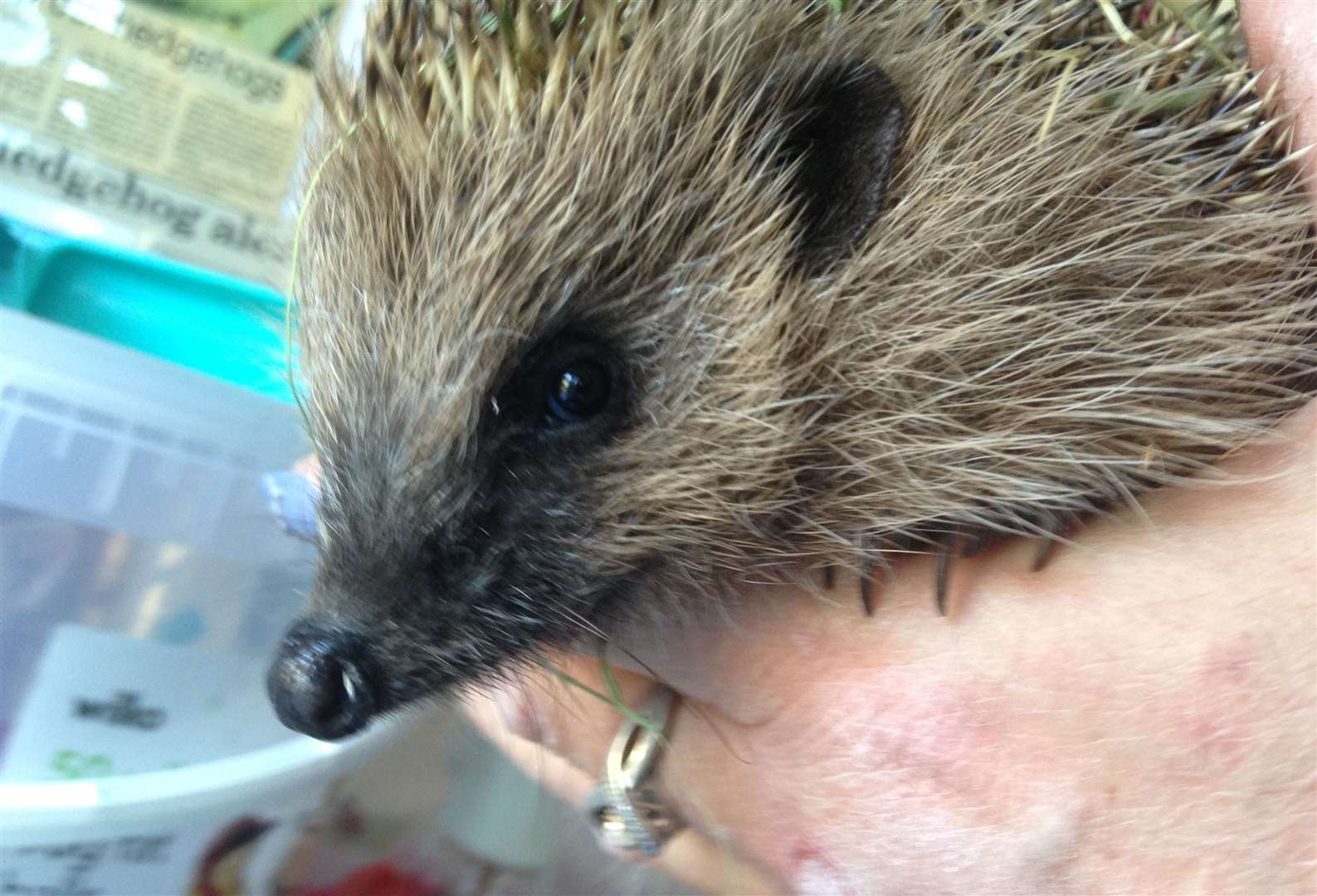 One of the hedgehogs being cared for by Lisa