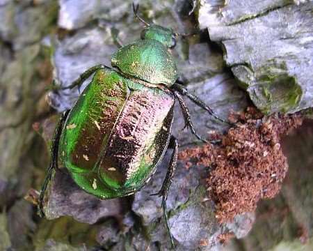 UNDER THREAT: The noble chafer beetle. Picture: MATT SMITH