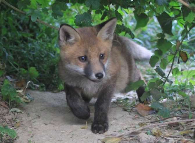 Fox cub. Stock pic: Stuart Johnson