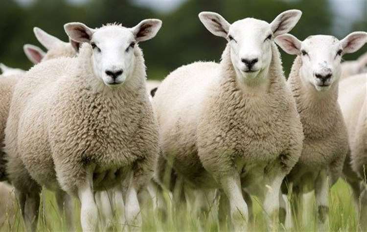 Nine sheep were attacked and killed. Stock Image