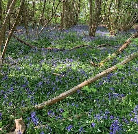 The wood is filled with Bluebells in season
