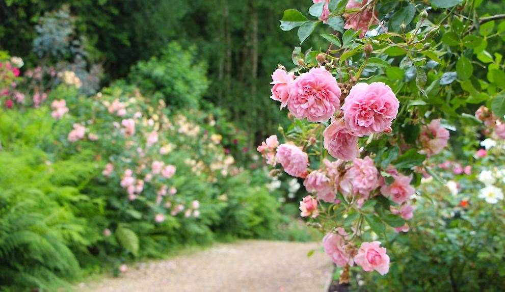 The team have extended the Emily Dickinson inspired shrub rose border Picture: Hever Castle & Gardens