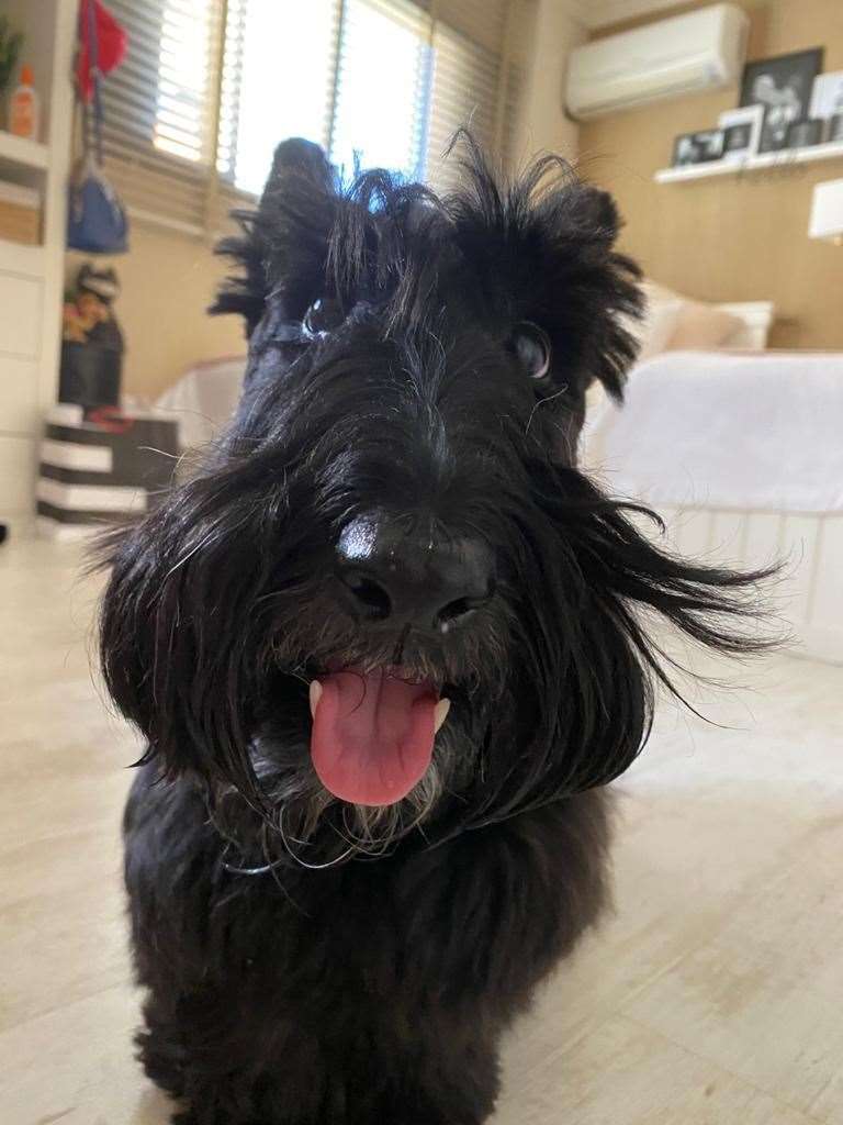Oliver is my 10-year old Scottish terrier